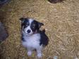 3 Gorgeous Border Collie Puppies for Sale