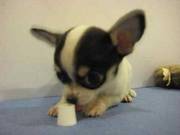 Five super cute chihuahuas need good homes to live- 9 1/2 weeks old